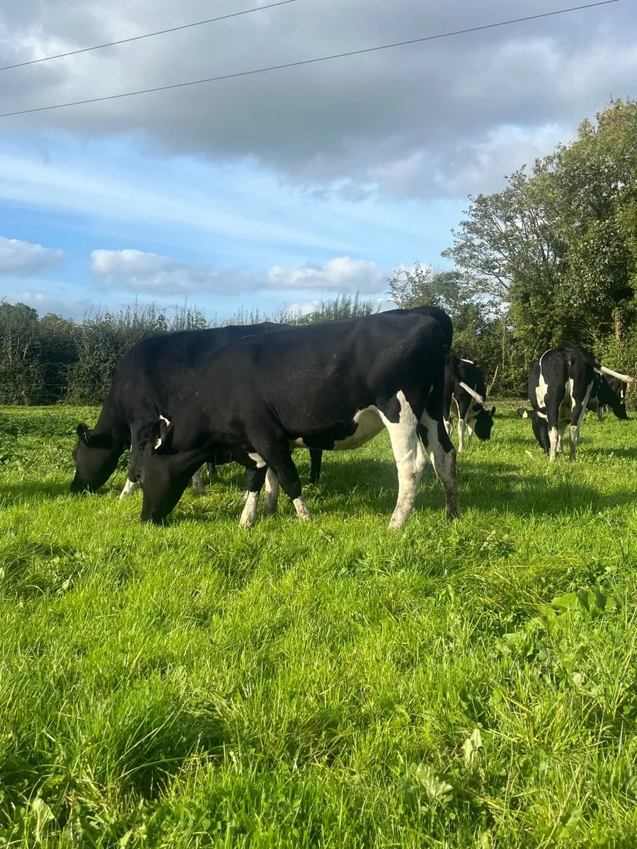 Incalf friesian heifers - Image 1