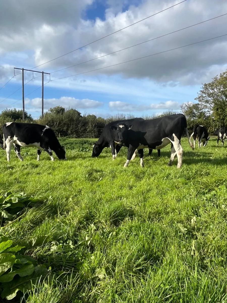 Incalf friesian heifers - Image 2