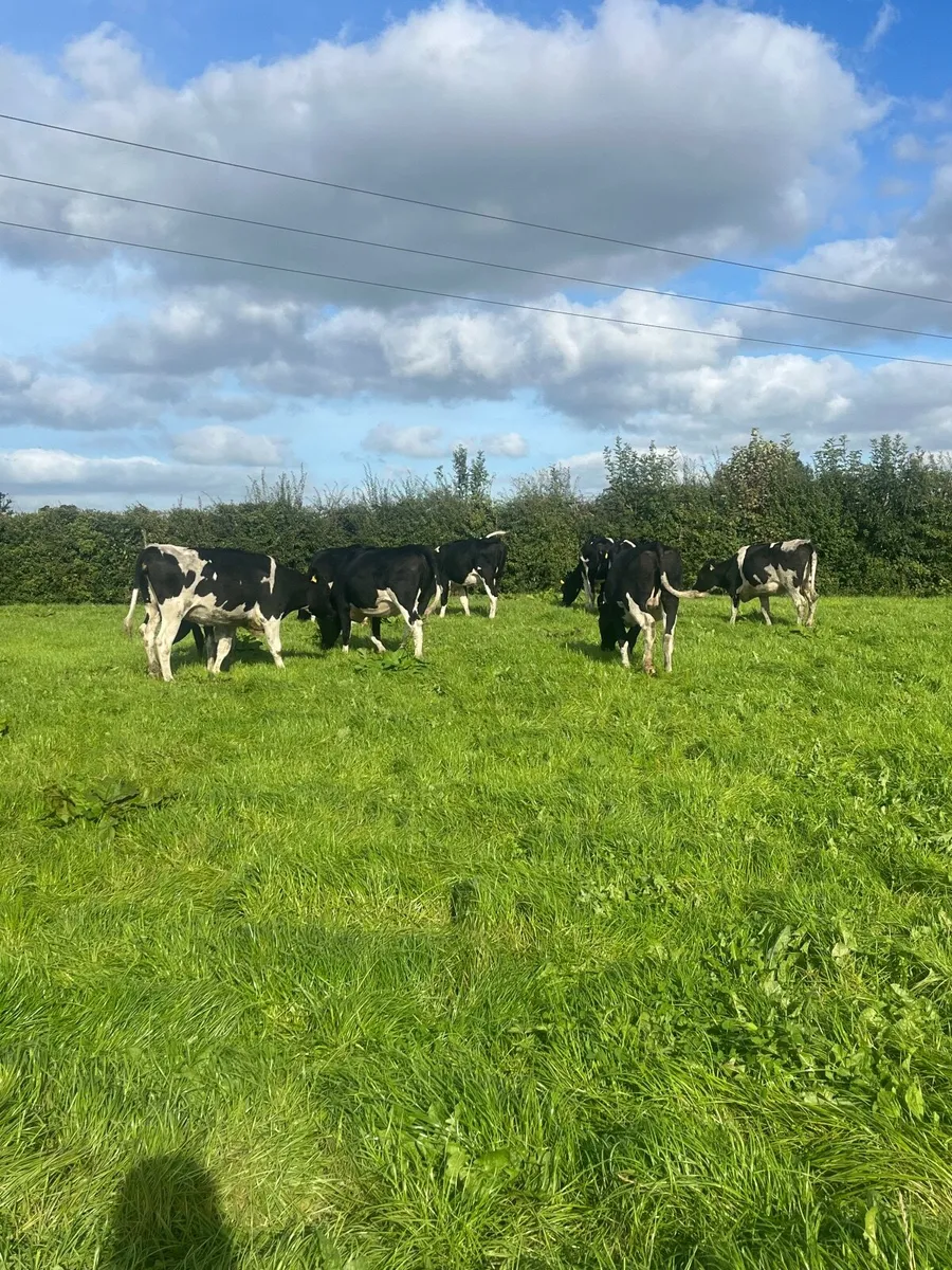 Incalf friesian heifers - Image 3