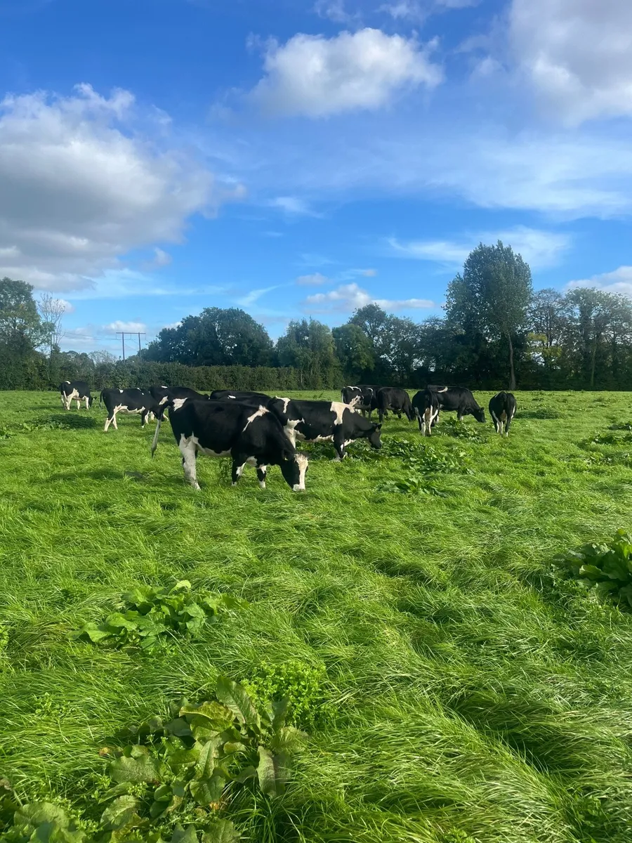 Incalf friesian heifers - Image 4