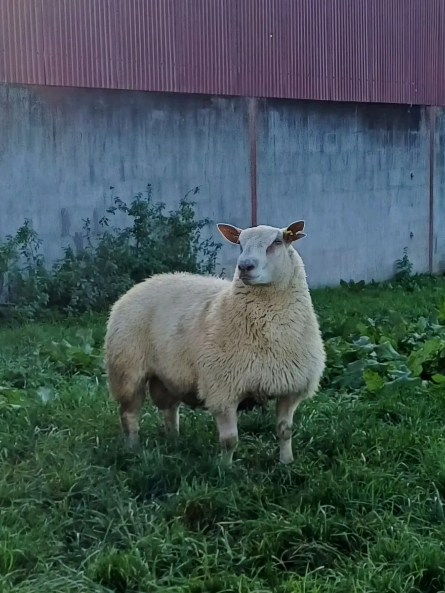 Charollais ram lamb - Image 1