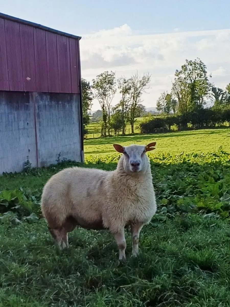 Charollais ram lamb - Image 2