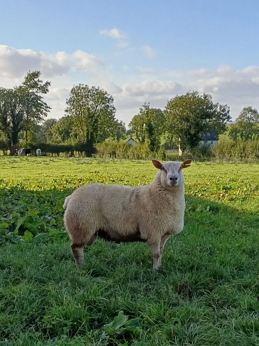 Charollais ram lamb - Image 3