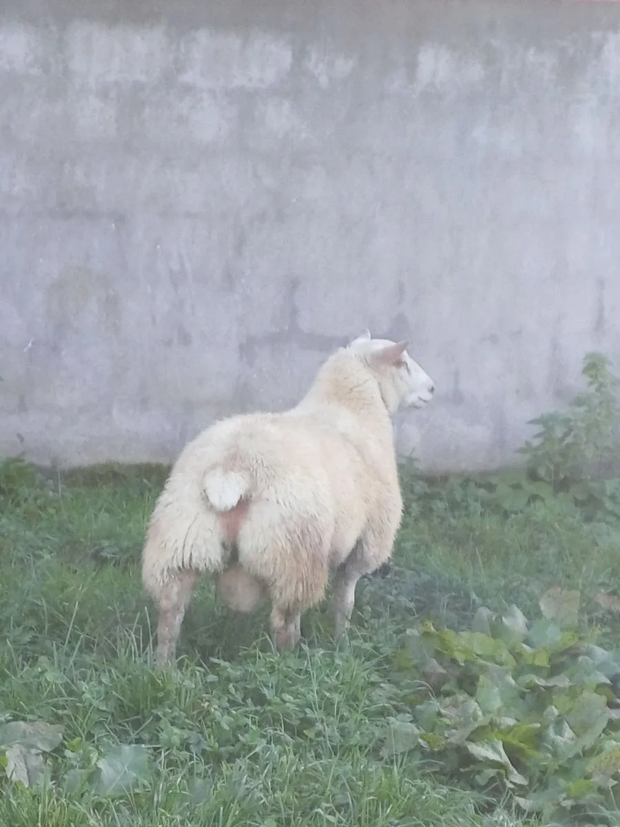 Charollais ram lamb - Image 4