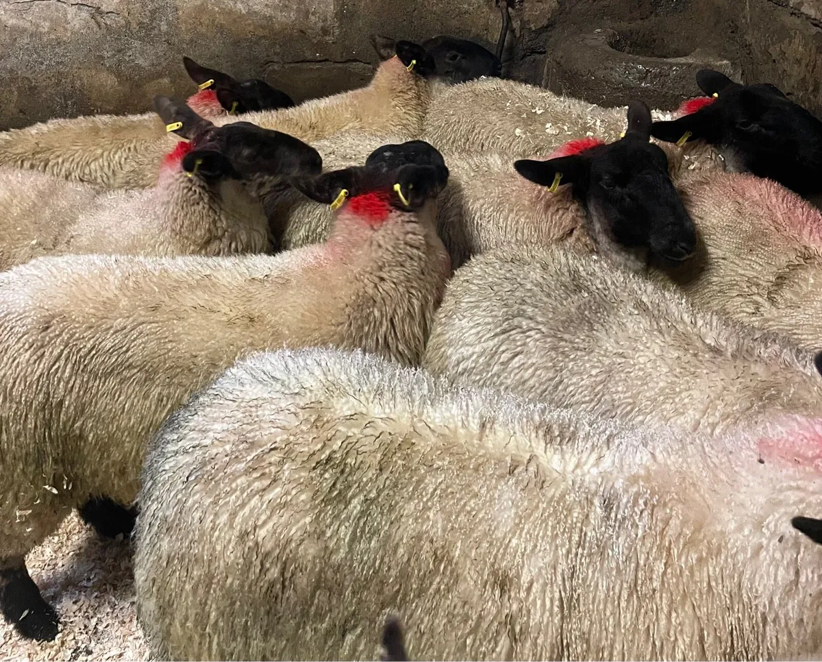 ⭐️EWE LAMBS ⭐️ - Image 1
