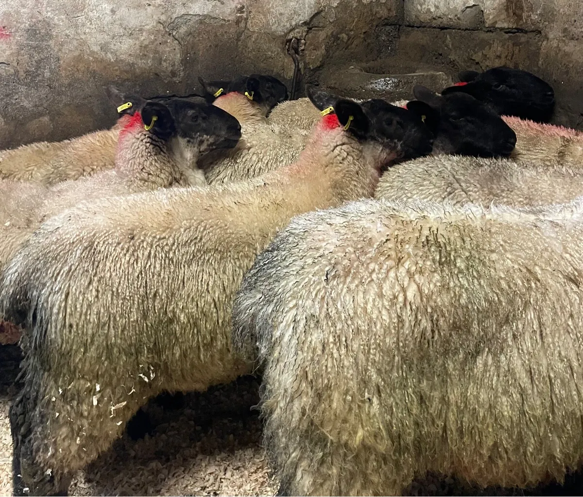 ⭐️EWE LAMBS ⭐️ - Image 2
