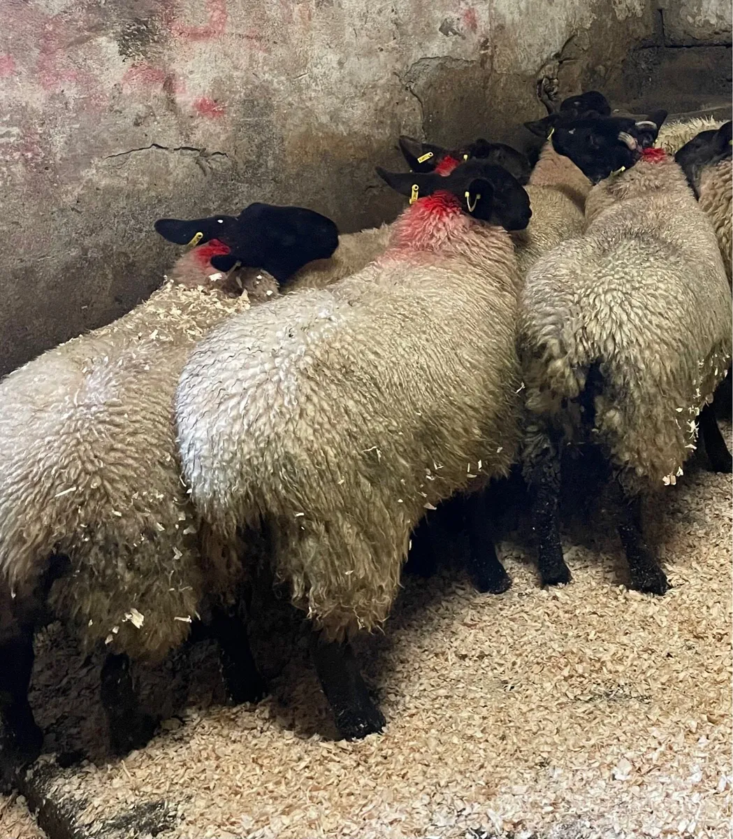 ⭐️EWE LAMBS ⭐️ - Image 3