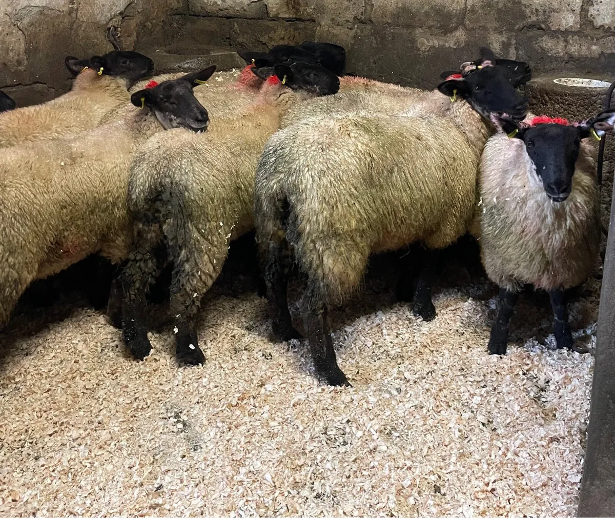 ⭐️EWE LAMBS ⭐️ - Image 4