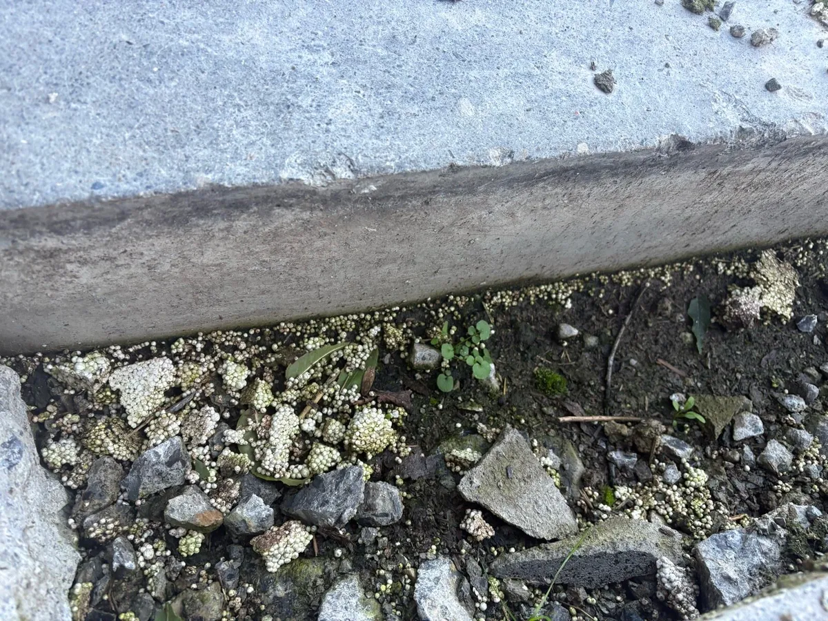 Concrete slats - Image 2