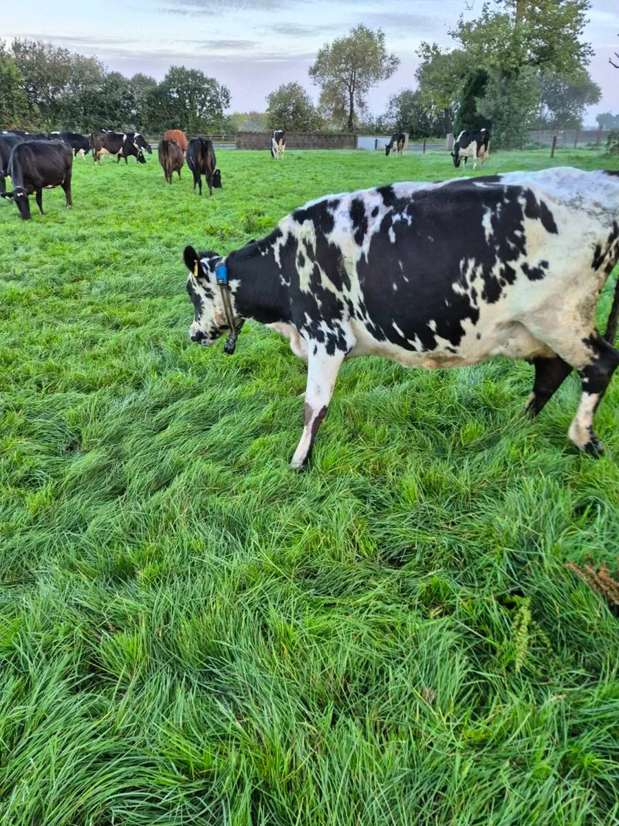 Fresian empties and late calvers. - Image 2