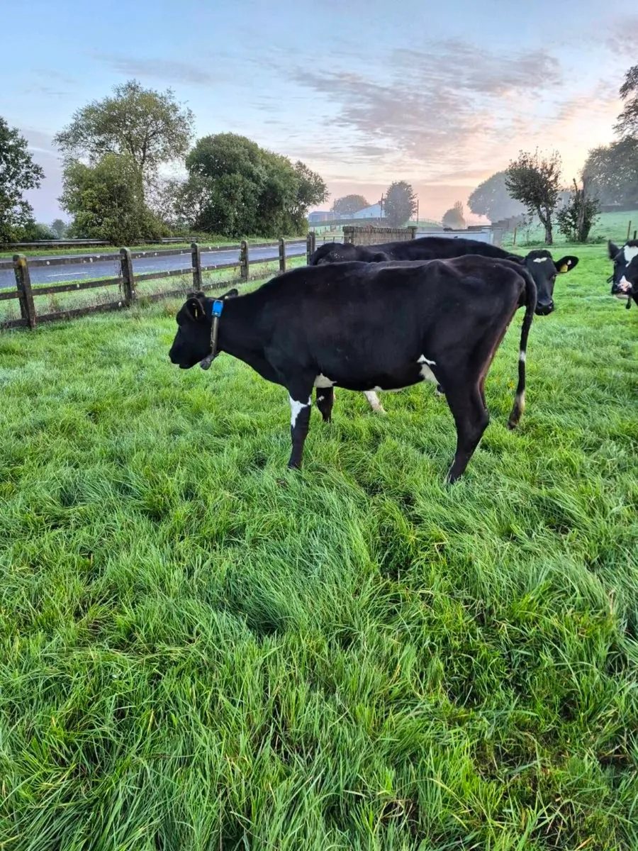 Fresian empties and late calvers. - Image 3