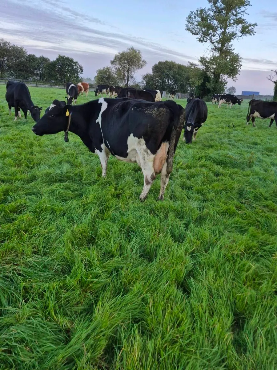 Fresian empties and late calvers. - Image 1