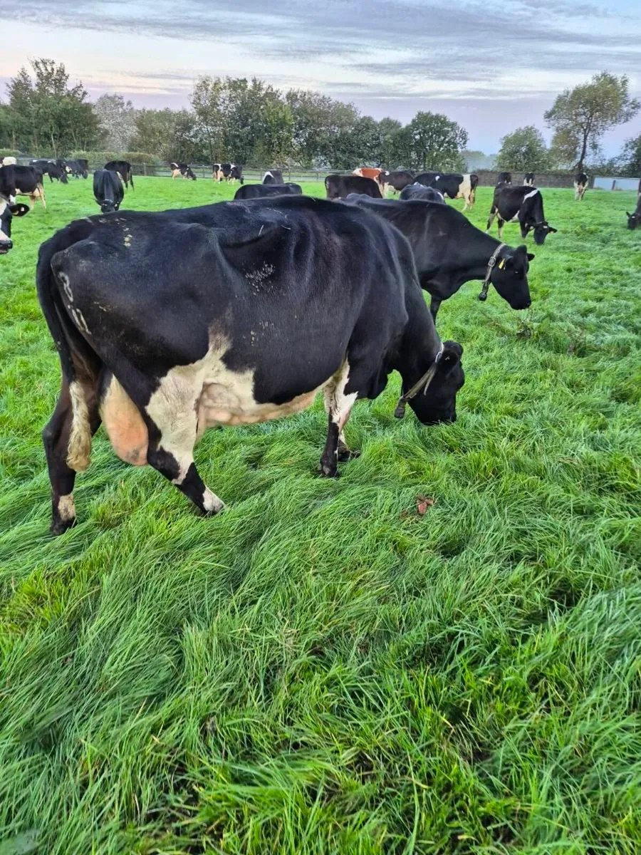 Fresian empties and late calvers. - Image 4