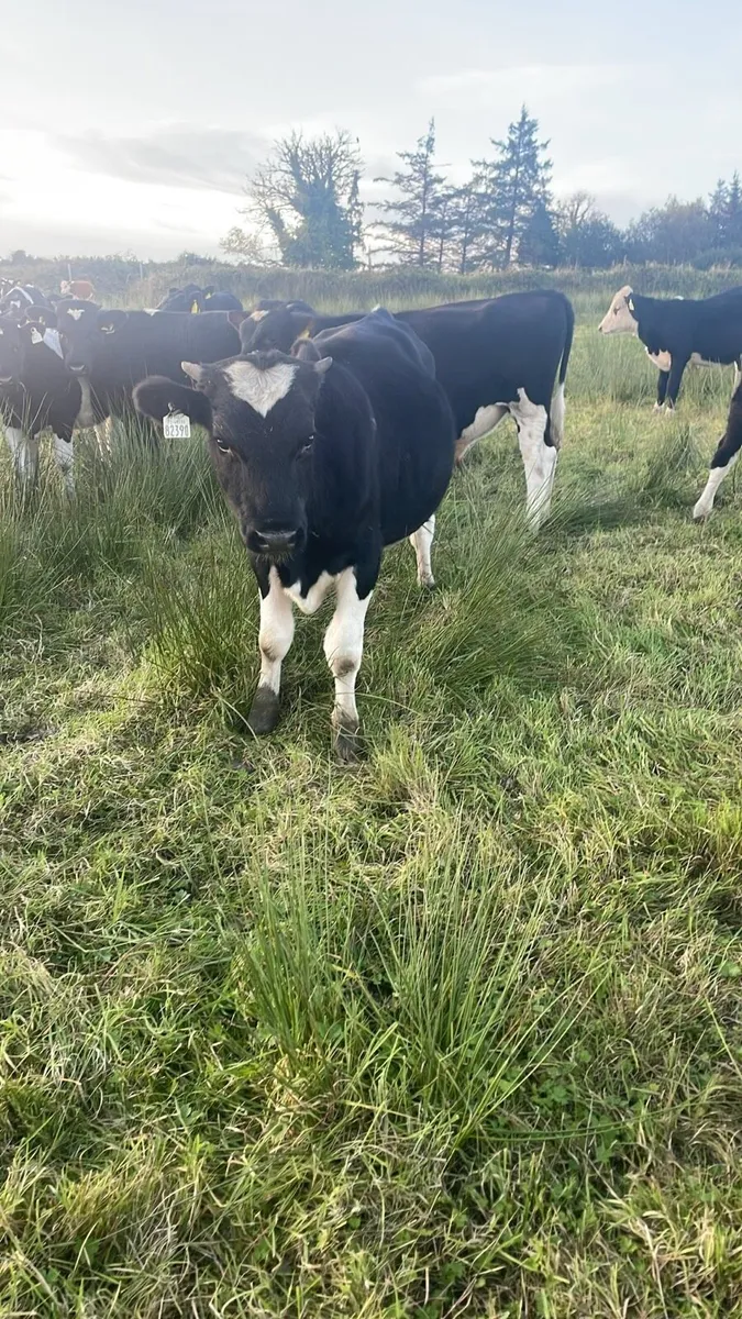 Friesian Bull Weanling - Image 2