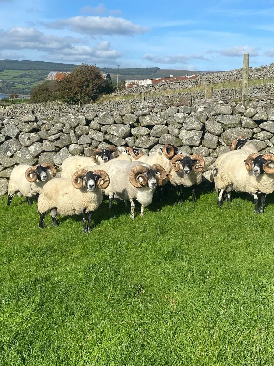 🔥Lanark Rams🔥 - Image 3