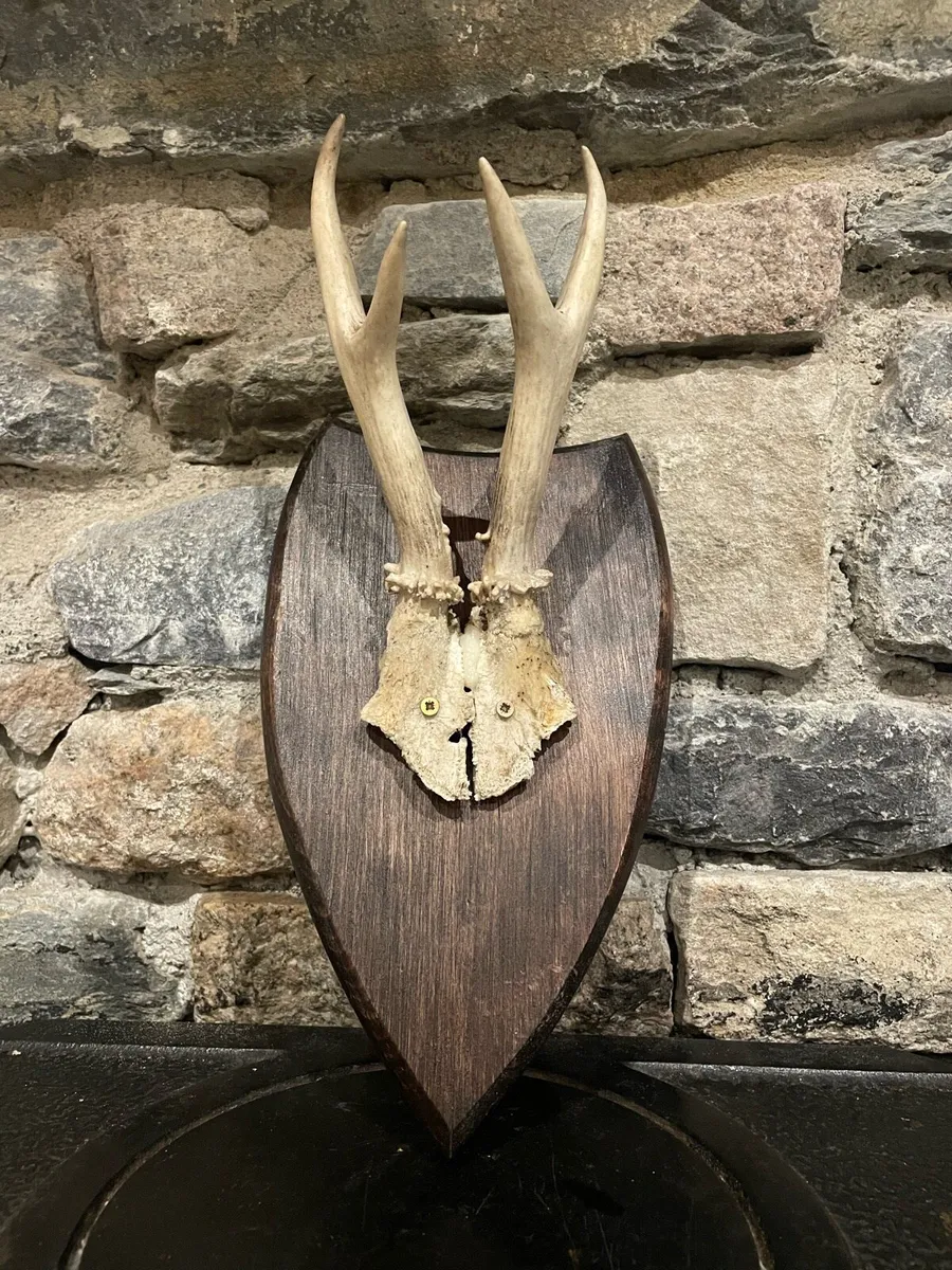 Roe Deer Antlers - Image 1