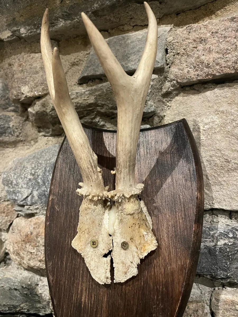 Roe Deer Antlers - Image 2