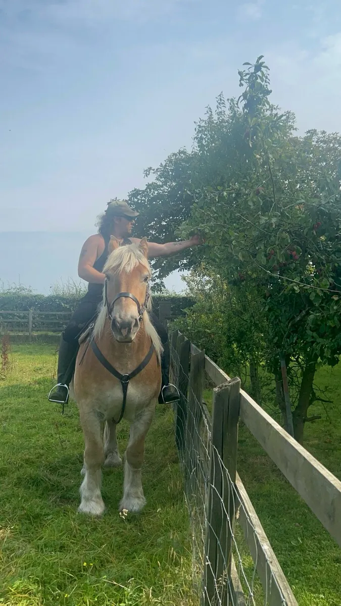 Belgian draft gelding - Image 4