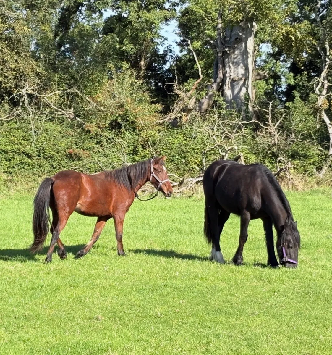 stables to rent - Image 1