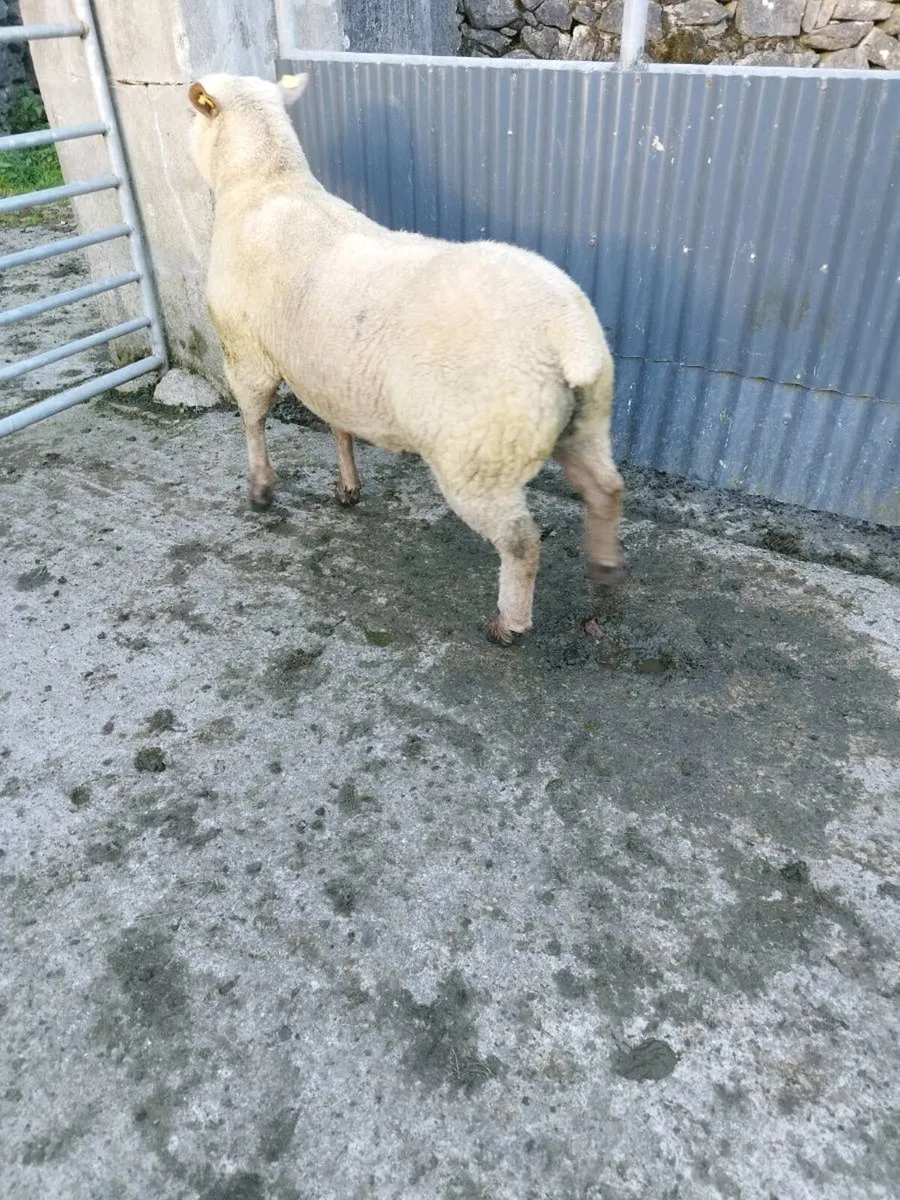 Vendeen Ram - Image 3