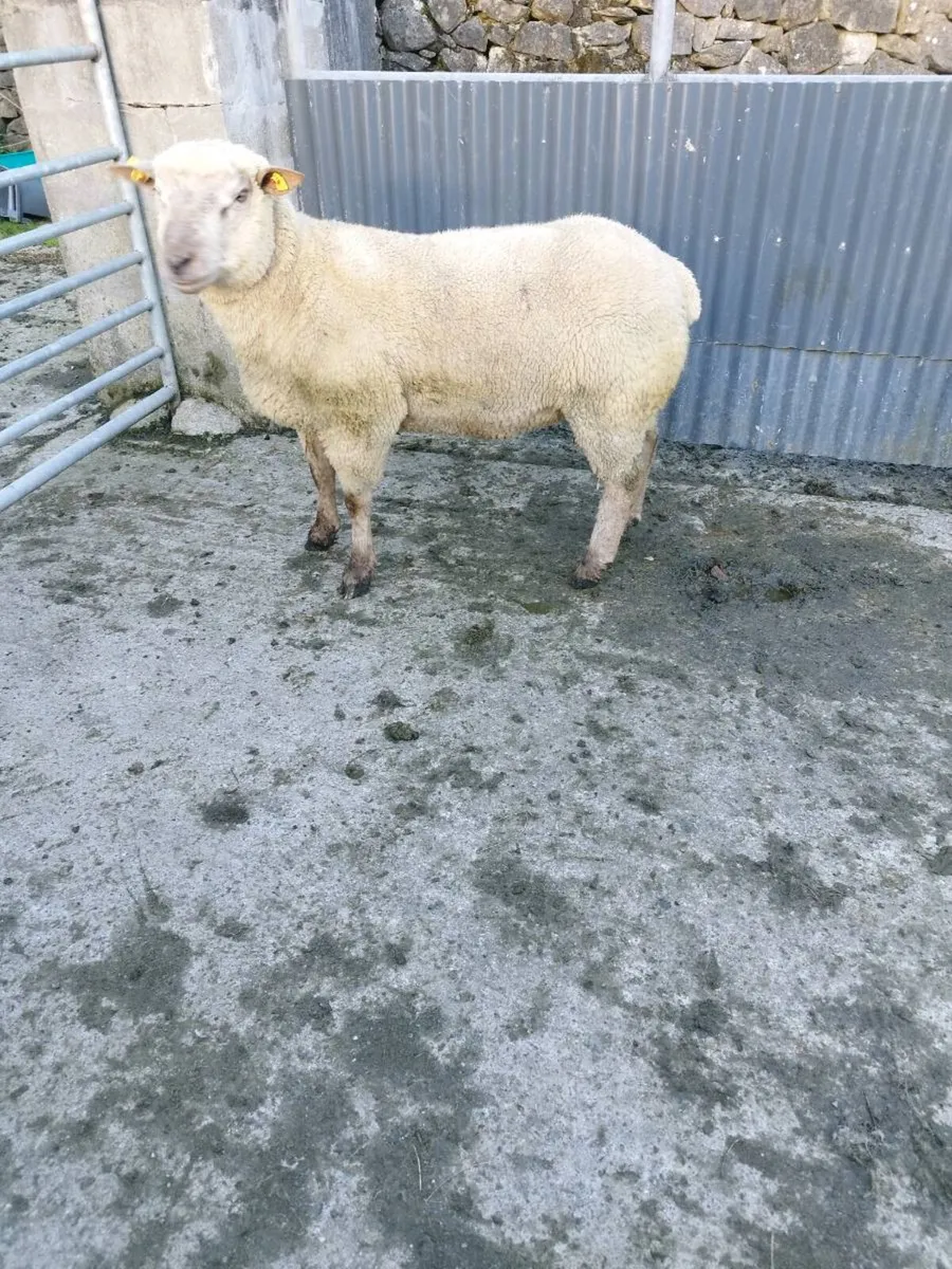 Vendeen Ram - Image 4