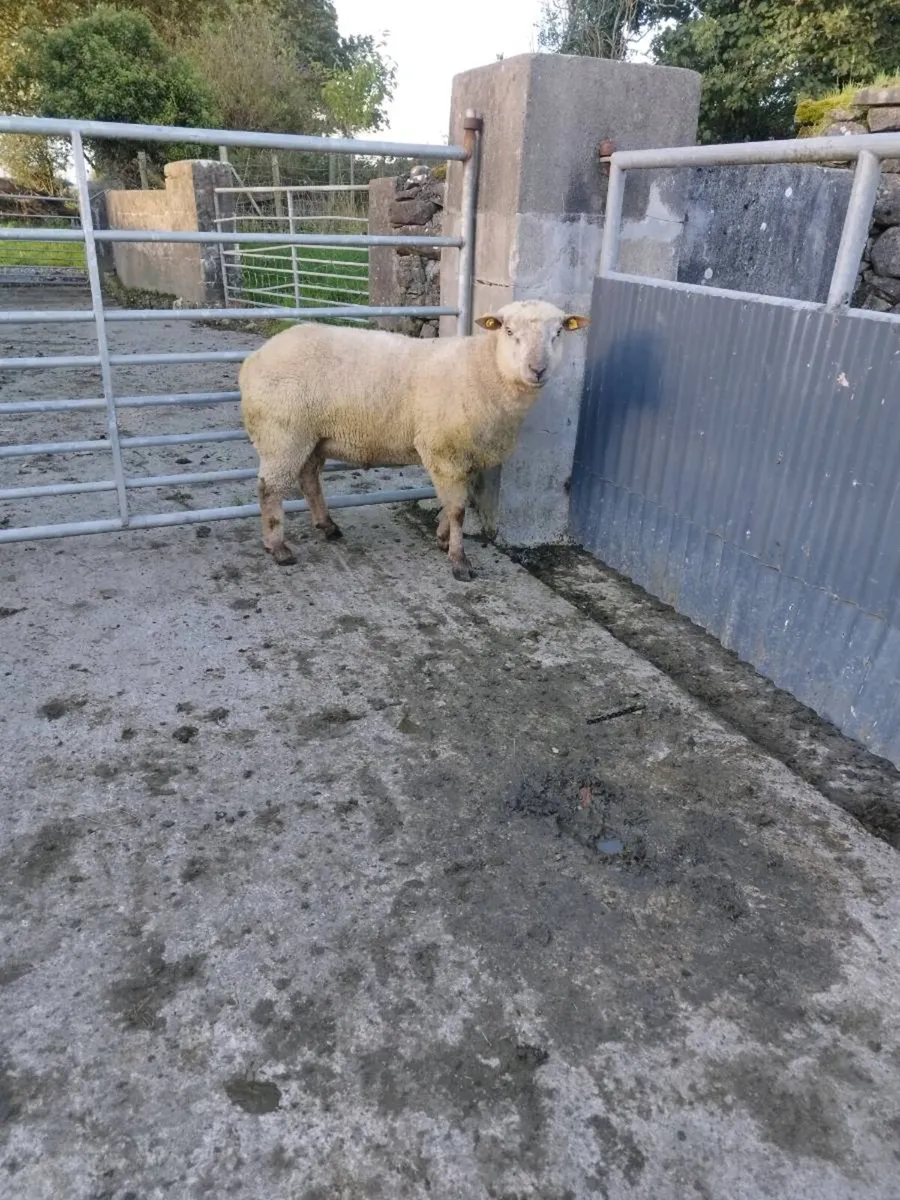 Vendeen Ram - Image 1
