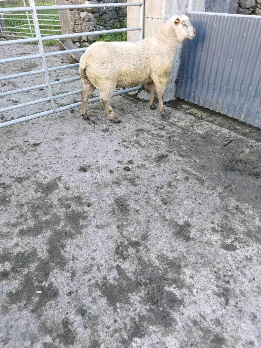 Vendeen Ram - Image 2