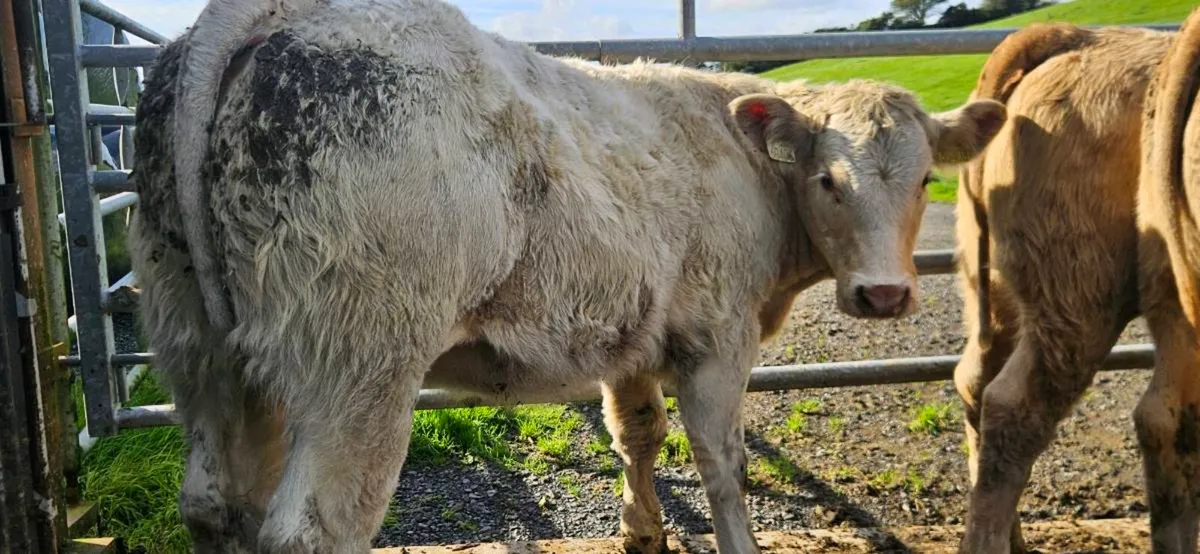 **10 Charolais Heifers** - Image 4