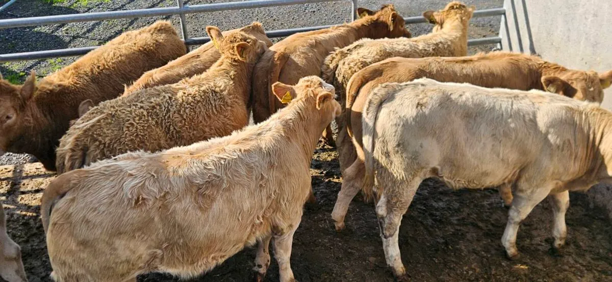 **10 Charolais Heifers** - Image 1