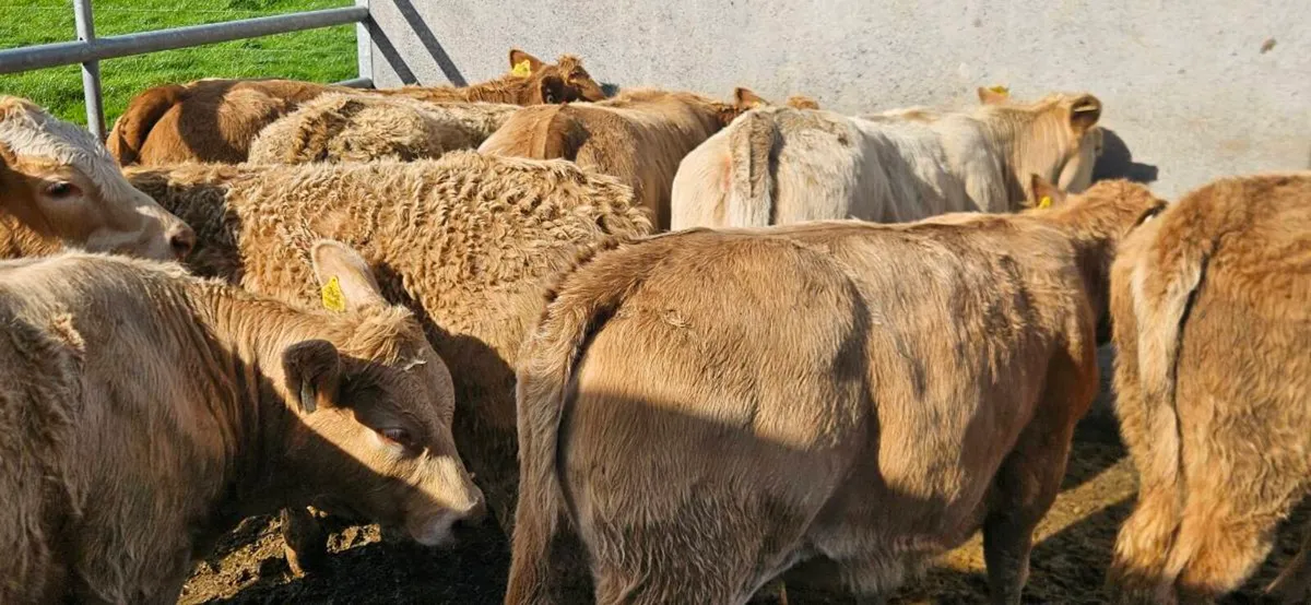 **10 Charolais Heifers** - Image 2