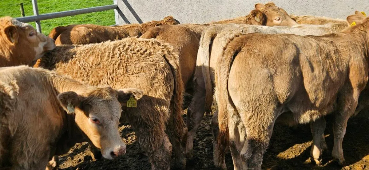 **10 Charolais Heifers** - Image 3