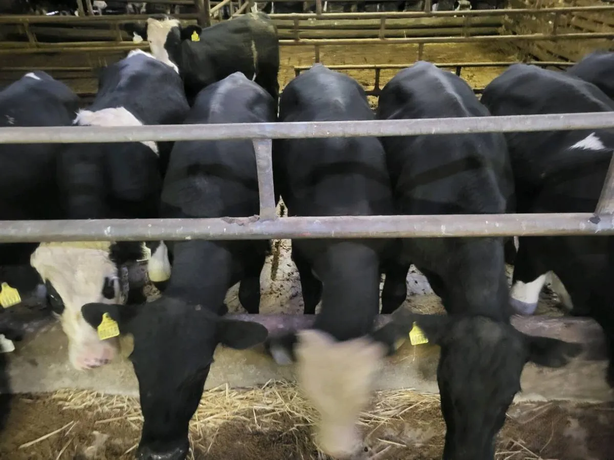 Hereford/Angus bulls - Image 2