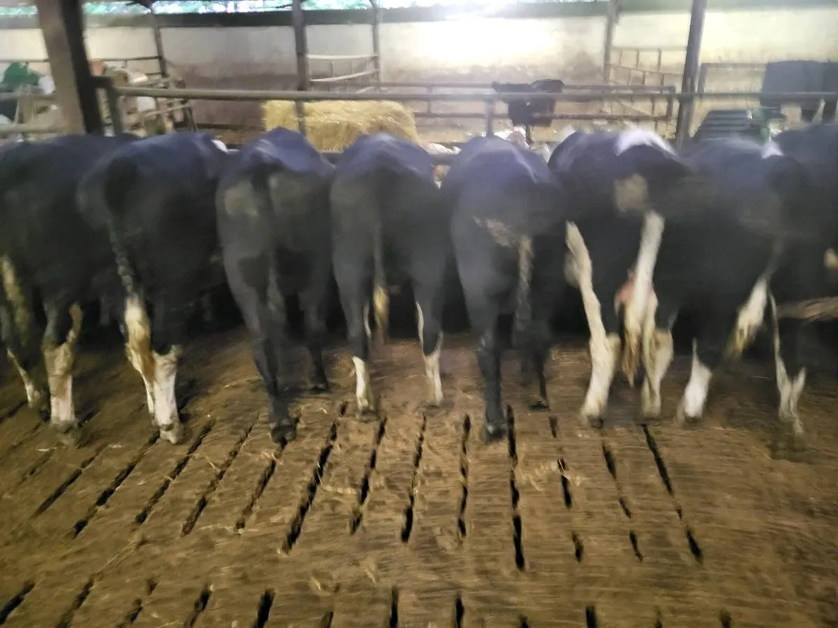 Hereford/Angus bulls - Image 3