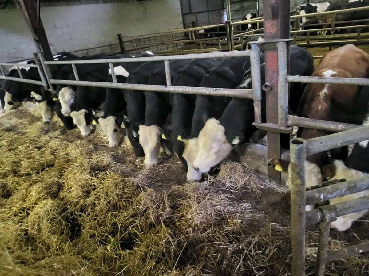 Hereford/Angus bulls - Image 4