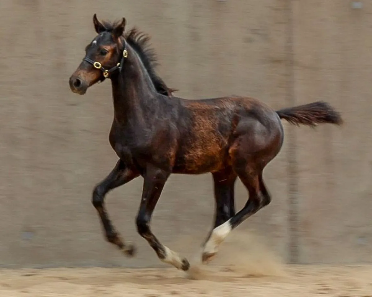Stunning  Colt  X  CORNET OBLINSKEY X DIARADO - Image 1