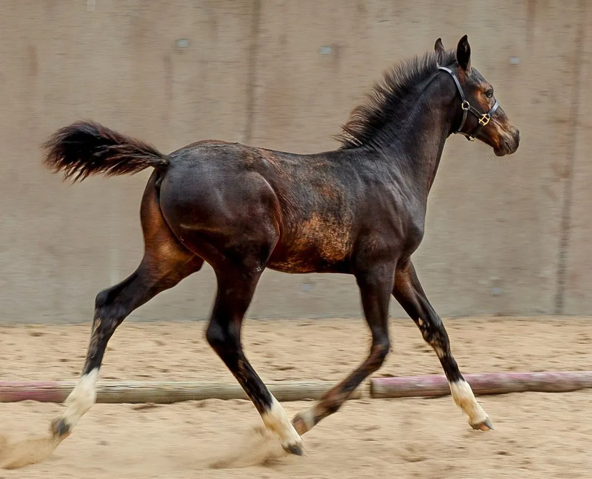 Stunning  Colt  X  CORNET OBLINSKEY X DIARADO - Image 2