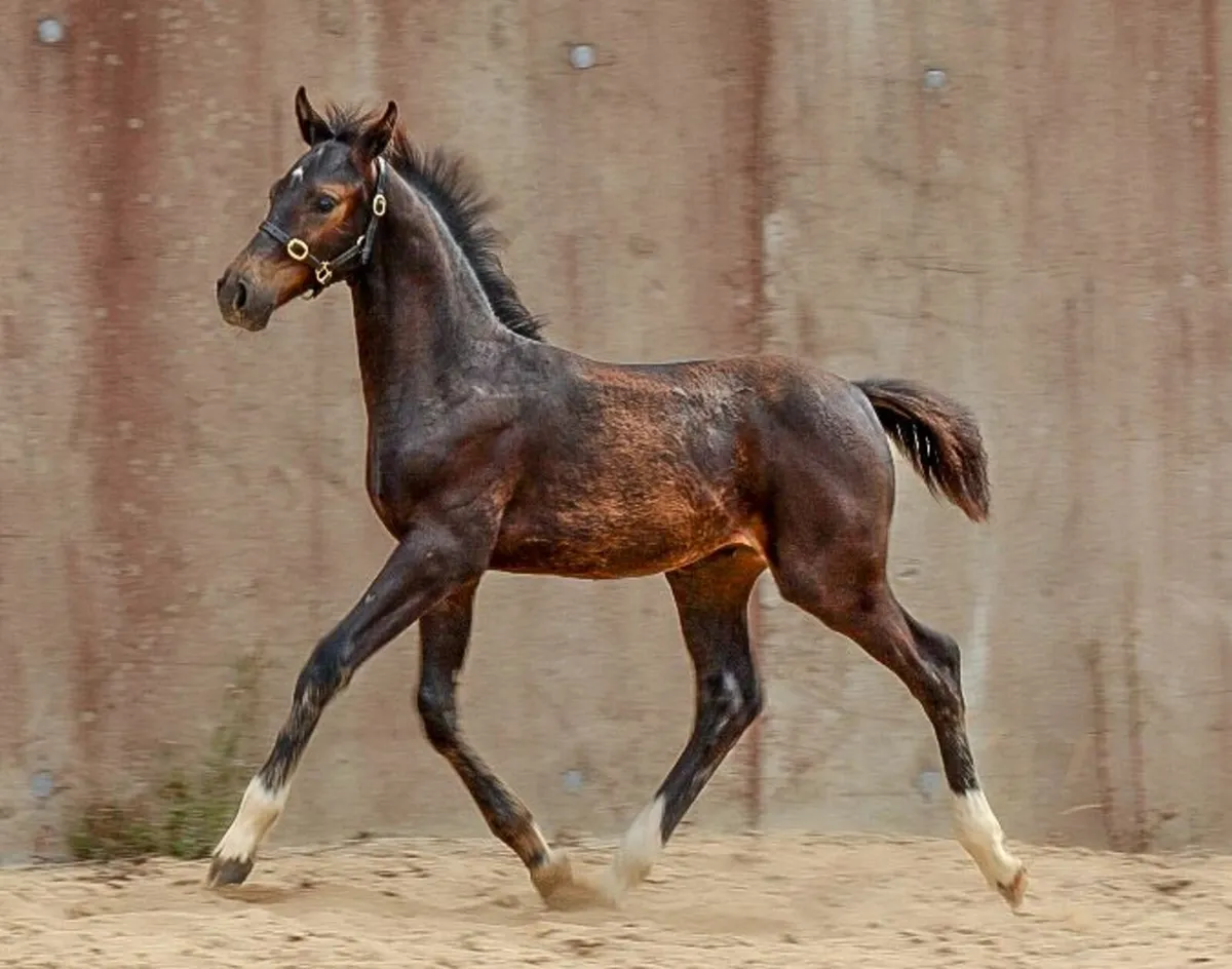 Stunning  Colt  X  CORNET OBLINSKEY X DIARADO - Image 3