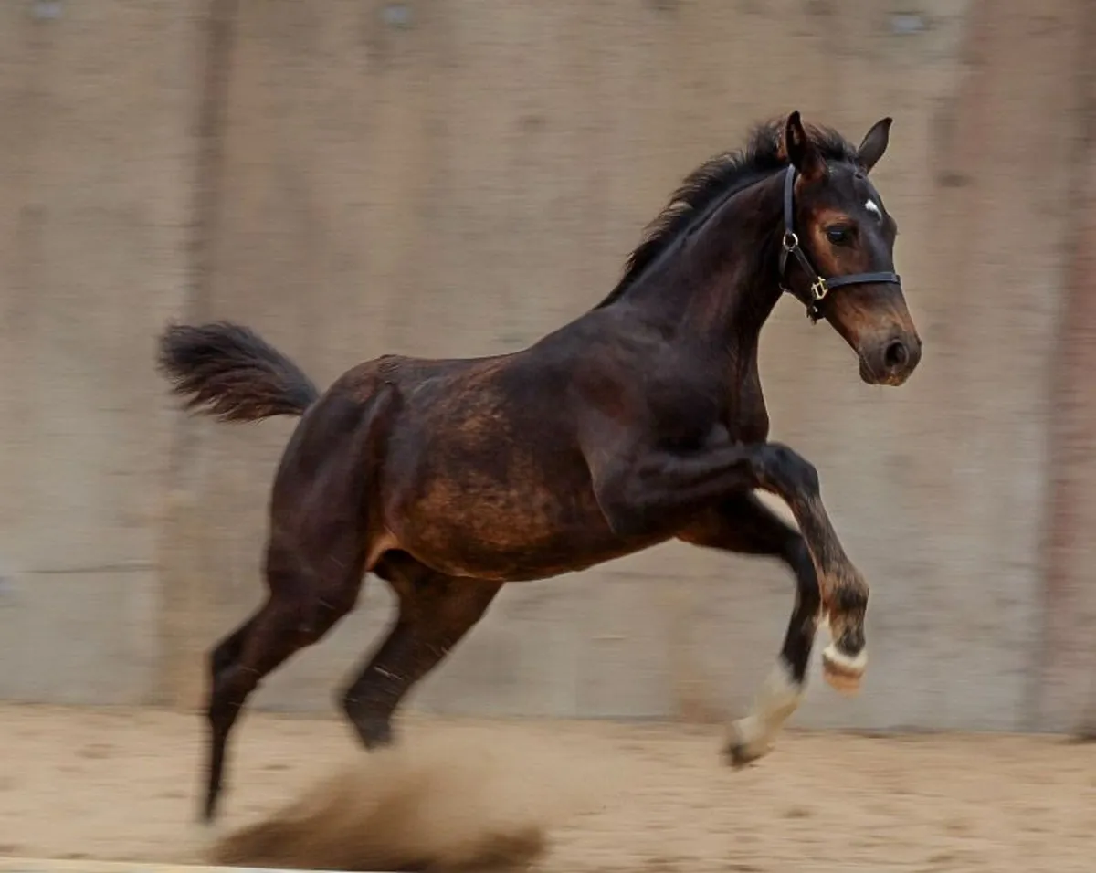 Stunning  Colt  X  CORNET OBLINSKEY X DIARADO - Image 4