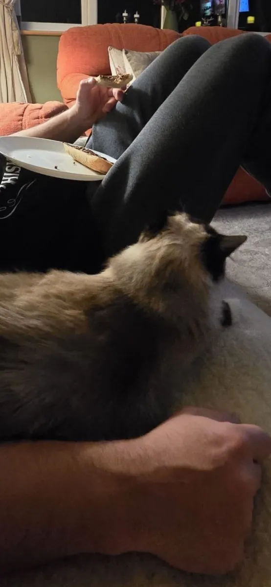 Ragdoll cat - Image 3