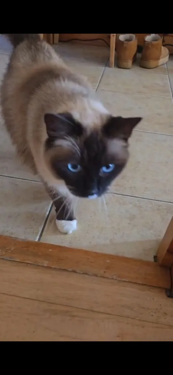Ragdoll cat - Image 1