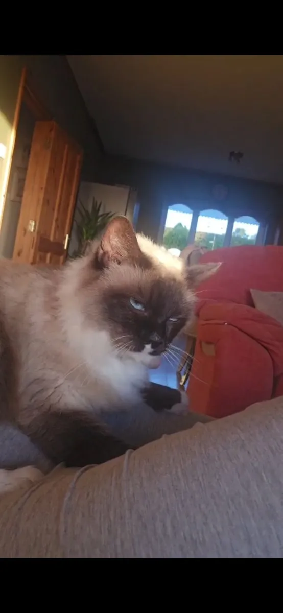 Ragdoll cat - Image 2