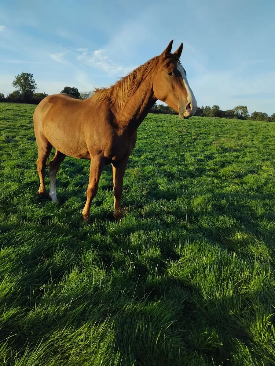 Irish Draught Gelding - Image 2