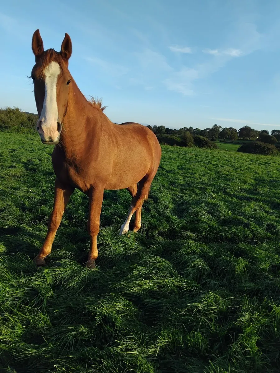Irish Draught Gelding - Image 1