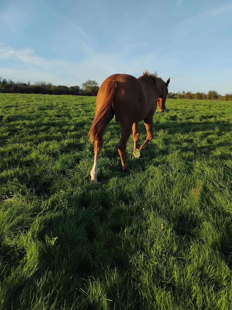 Irish Draught Gelding - Image 3