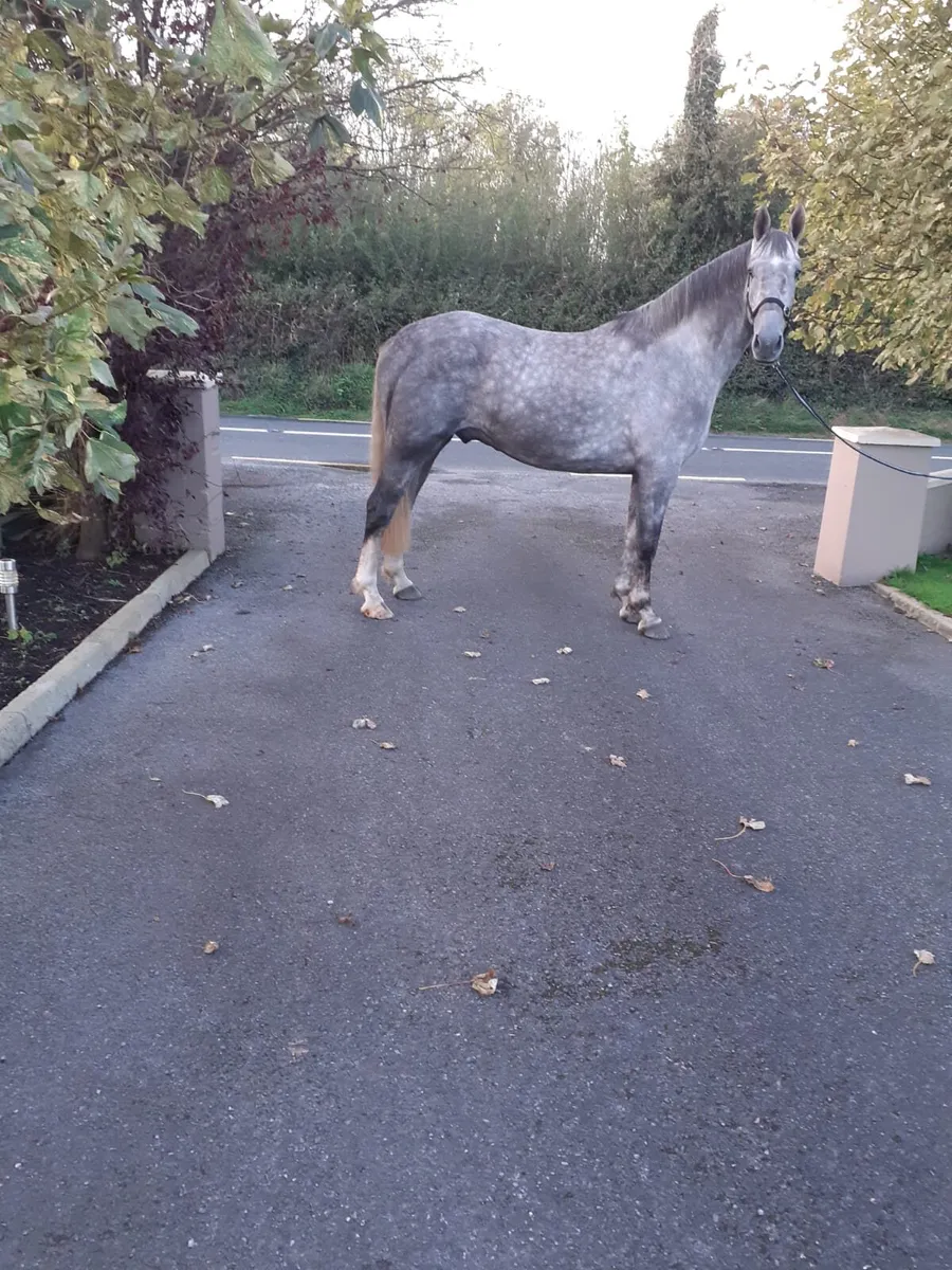 3yr old grey gelding - Image 2