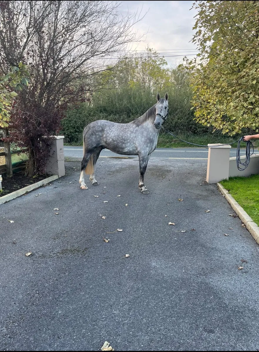 3yr old grey gelding - Image 1