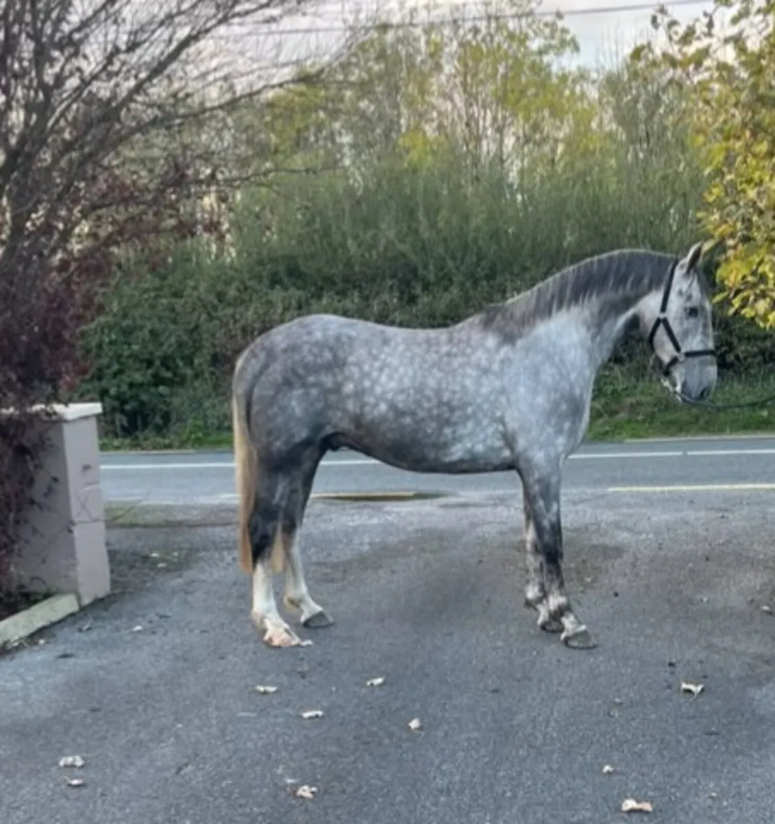 3yr old grey gelding - Image 3