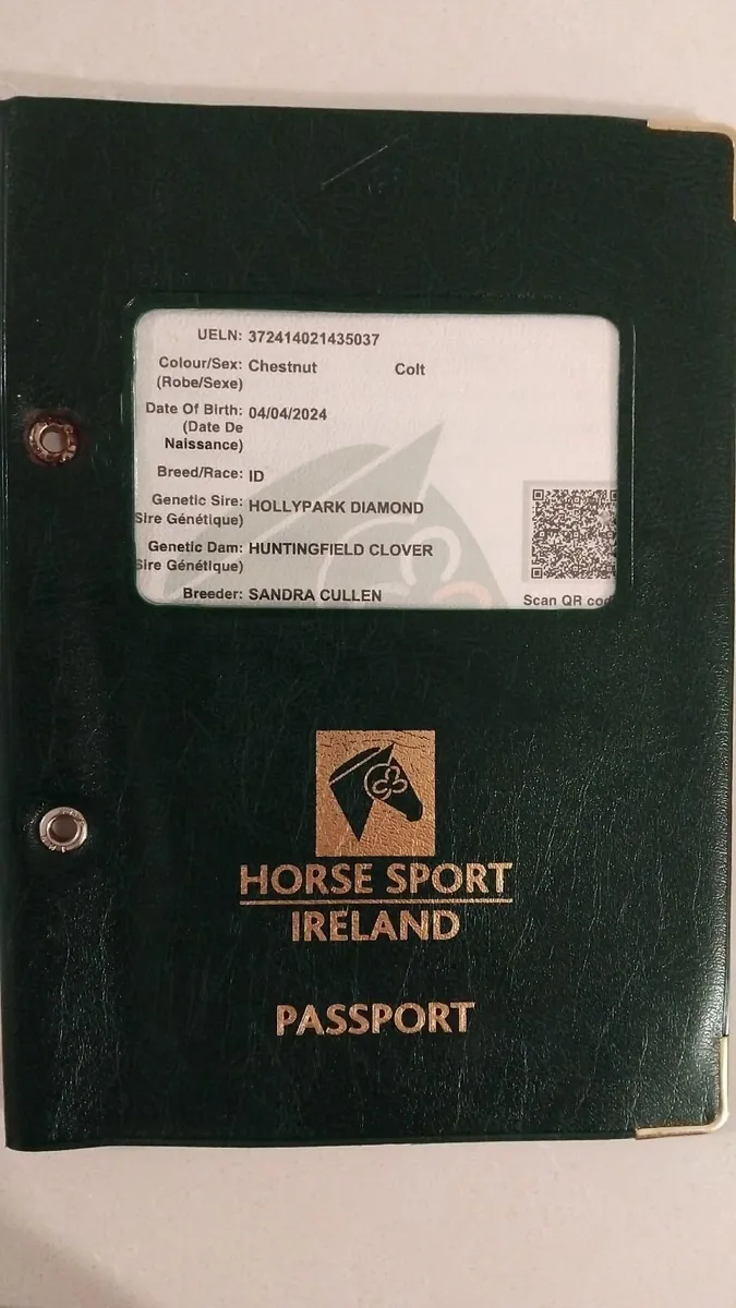 Irish Draught Gelding - Image 4