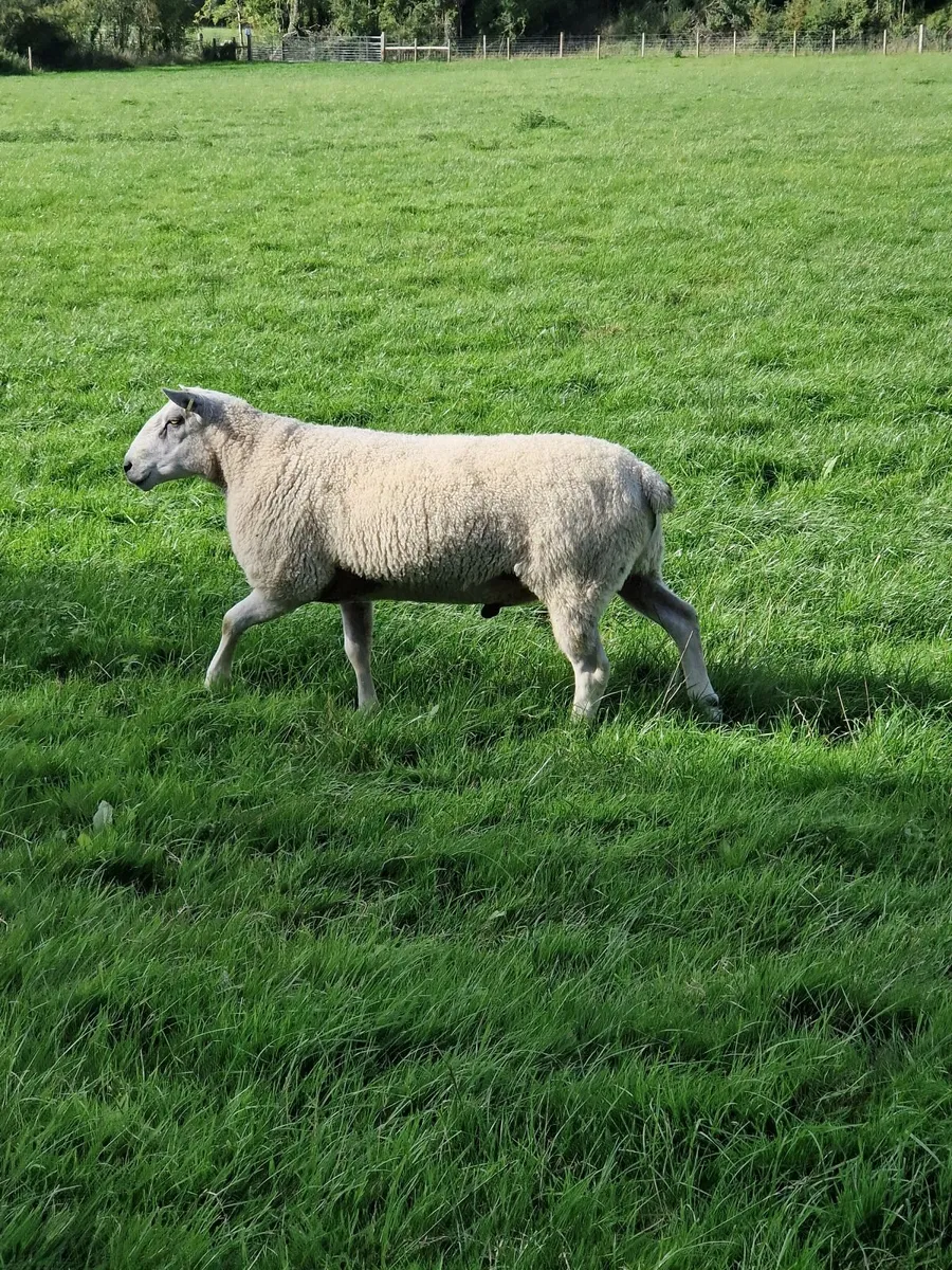 Sheep - Image 1