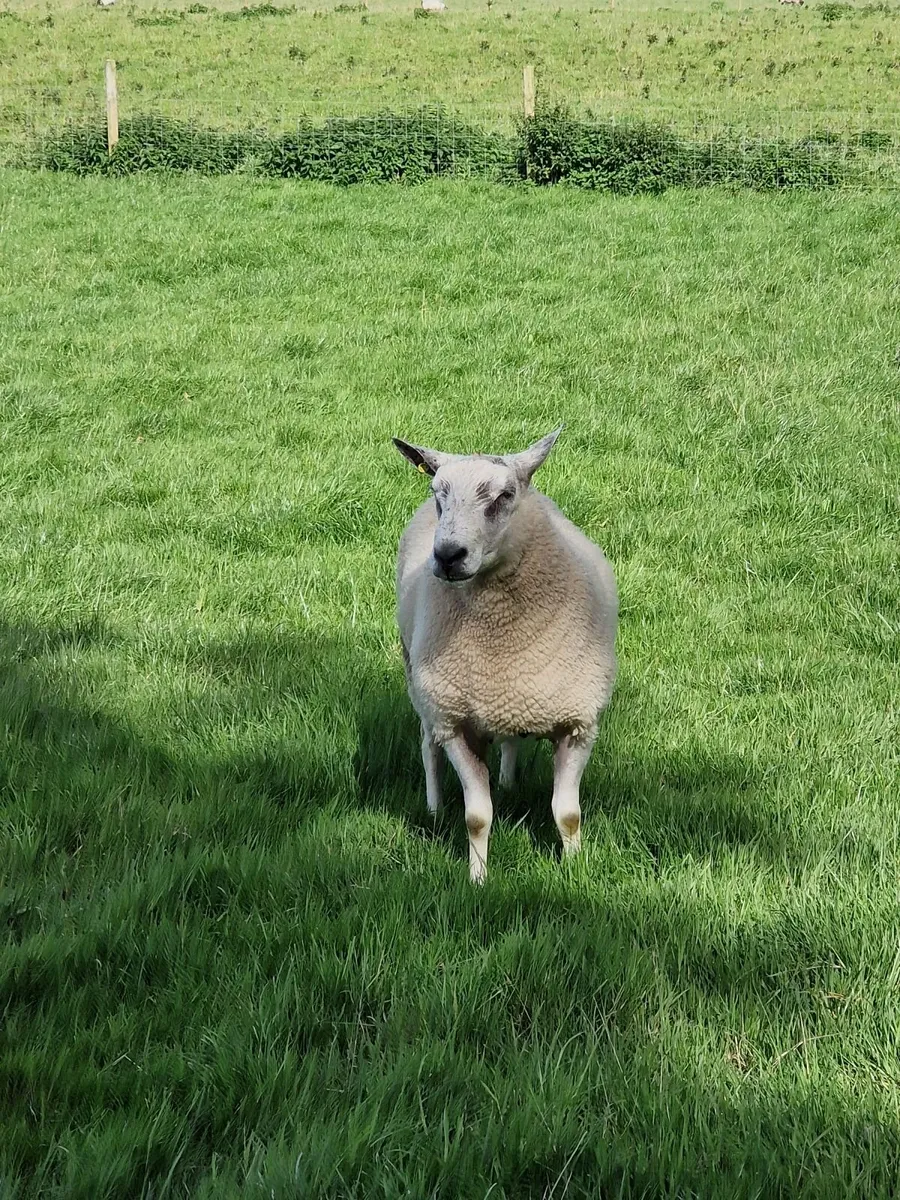 Sheep - Image 2